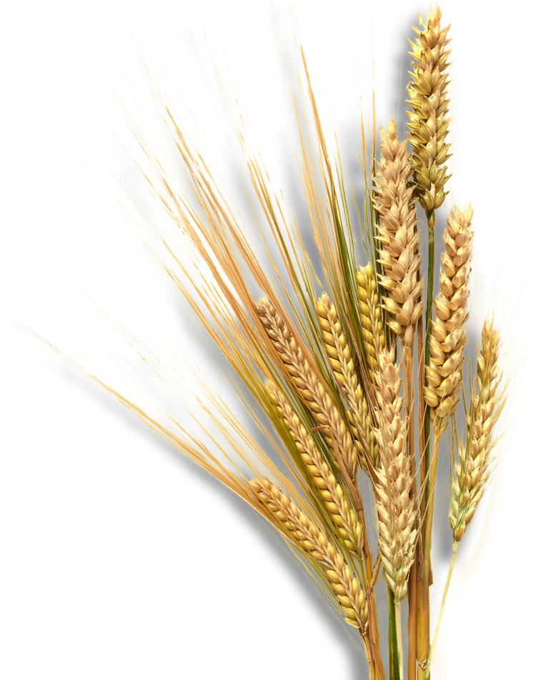 small-picture-wheat
